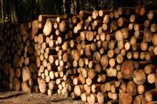 Zasady sprzedaży drewna użytkowego